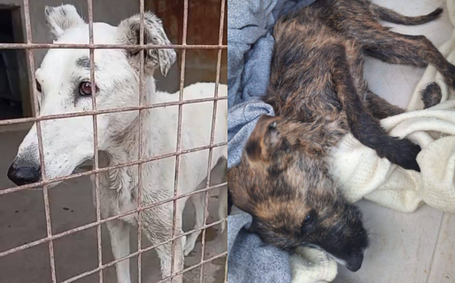 Maltrato animal en Comodoro y Rada Tilly: confirman fechas de audiencias y piden acompañamiento vecino