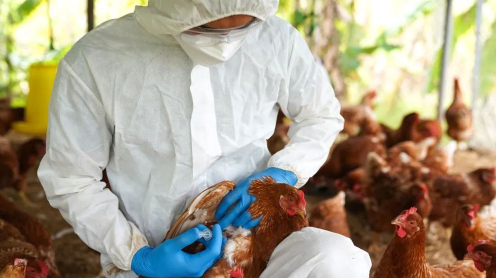 Alerta sanitaria en Córdoba: detectan influenza aviar en una granja