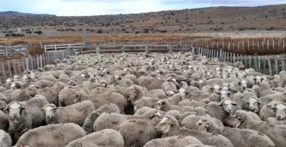 Chubut lanza un plan para repoblar los campos y recuperar el stock ovino en la provincia