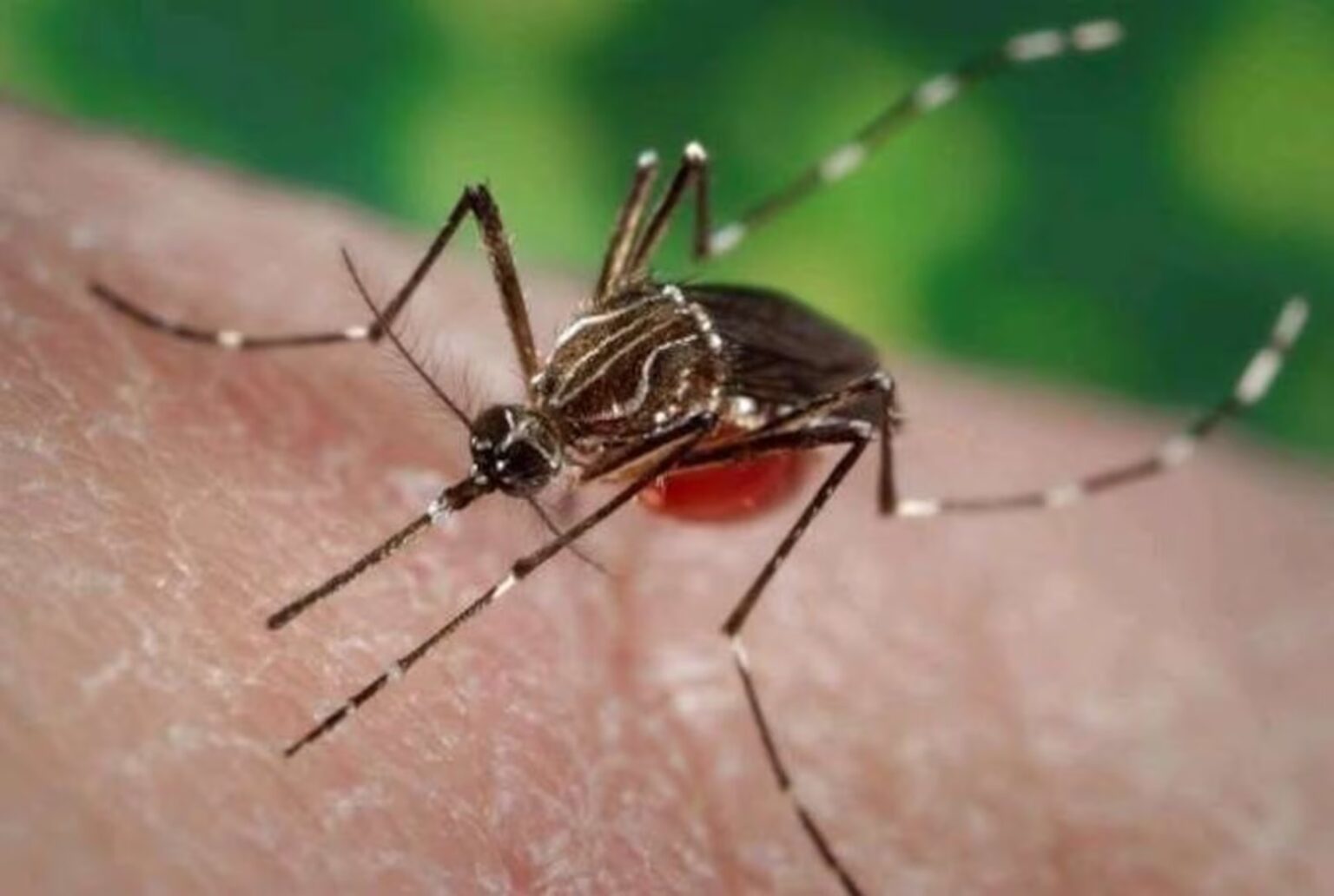El Ministerio de Salud de la Nación argentina pidió extremar la vigilancia ante el aumento de casos de chikungunya