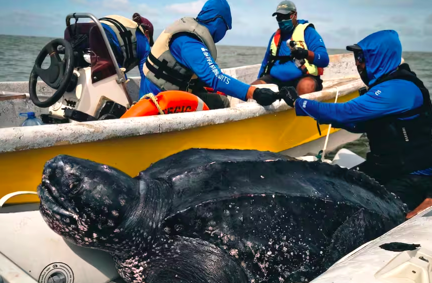 Un hito científico revela los misterios de la tortuga laúd en el mar argentino