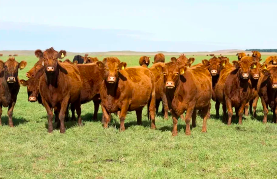 El rodeo nacional no frena su caída: el stock ganadero perdió 700.000 cabezas en 2025 y acumula una baja de 3,2 millones desde 2022