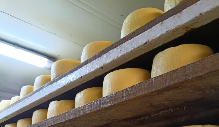 El Queso de Tafí del Valle obtuvo la primera Indicación Geográfica para un lácteo en Argentina