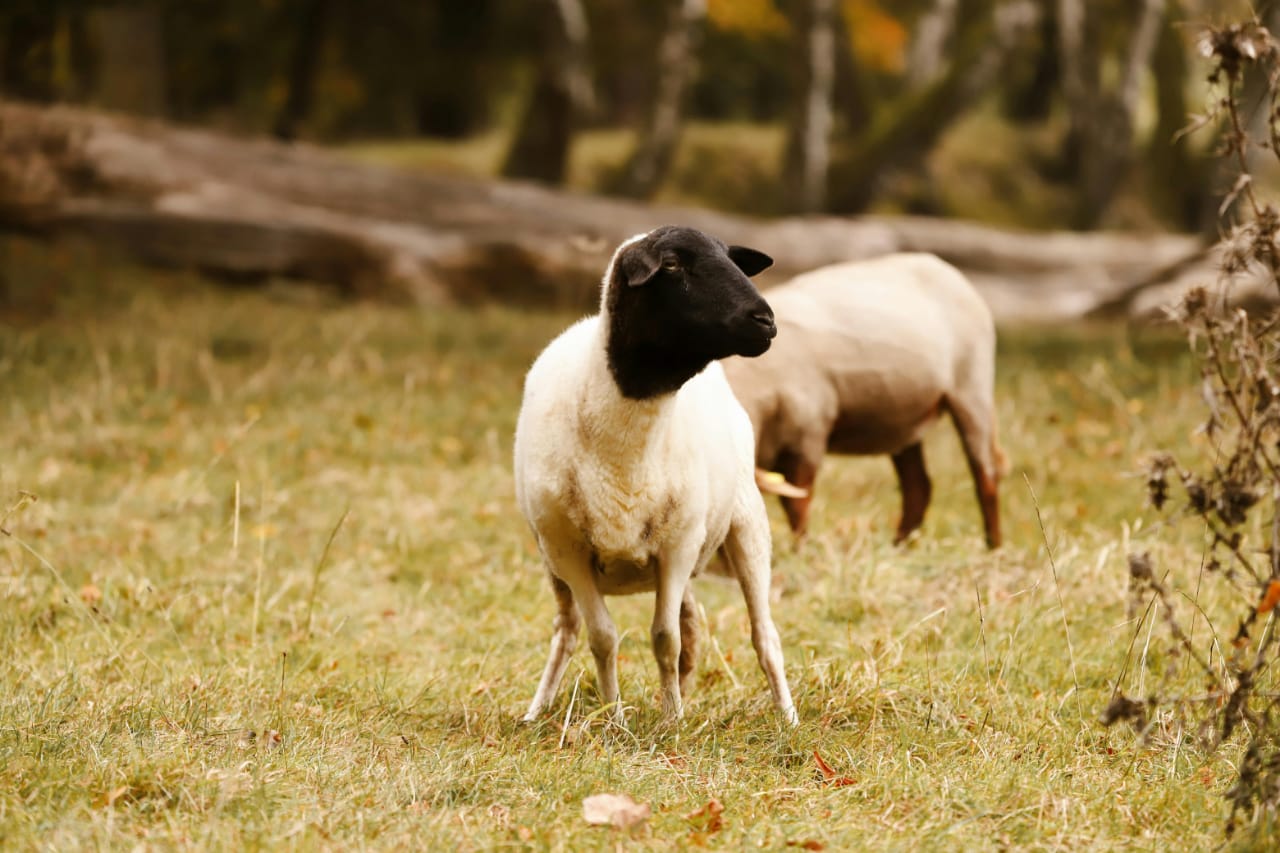 SENASA confirmó los primeros brotes de scrapie clásico en Argentina en ovinos importados