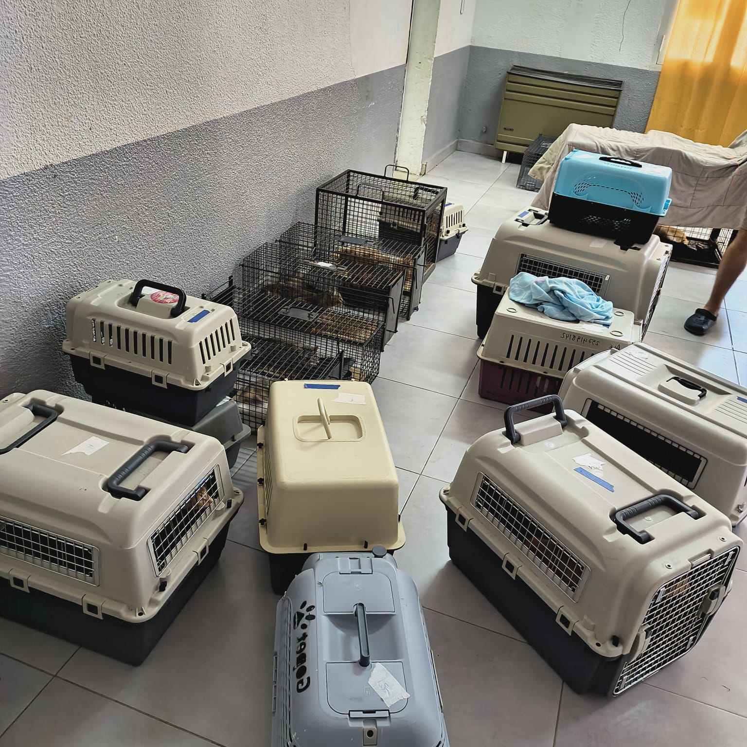 Continúa el operativo de control y sanidad en una colonia de felinos callejeros