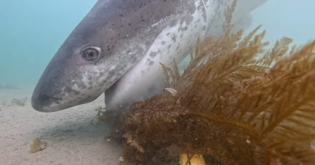 Chubut: marcan tiburones gatopardo y piden ayuda a la comunidad