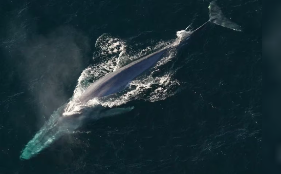 Una enigmática ballena azul sorprendió a una embarcación turística en Comodoro Rivadavia