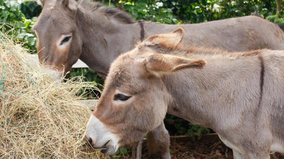 Polémica en Chubut por la legalidad de la carne de burro