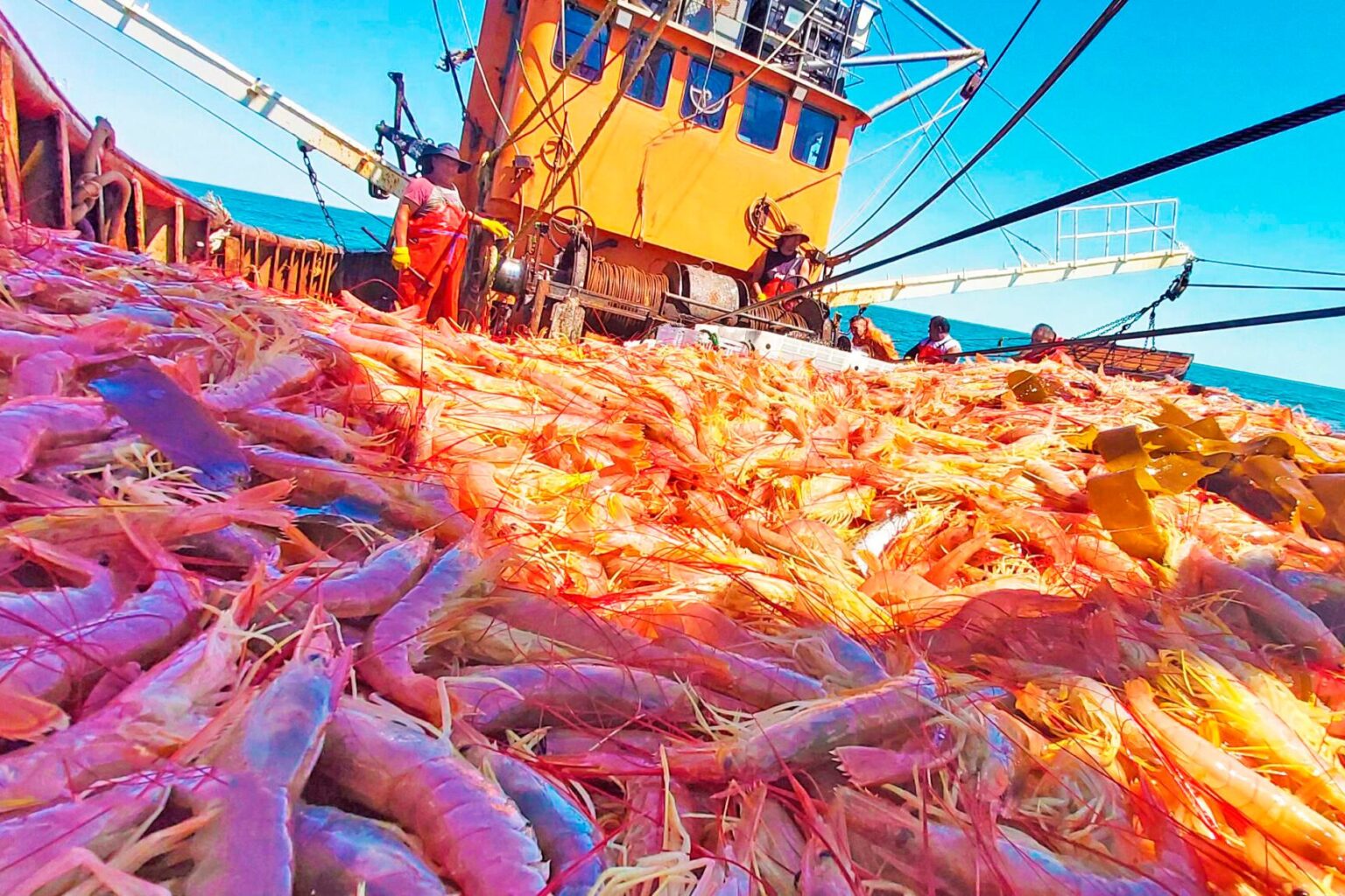 Histórico cambio de reglas para la pesca de langostino en la Patagonia: Eliminan el límite de 72 horas para la flota fresquera