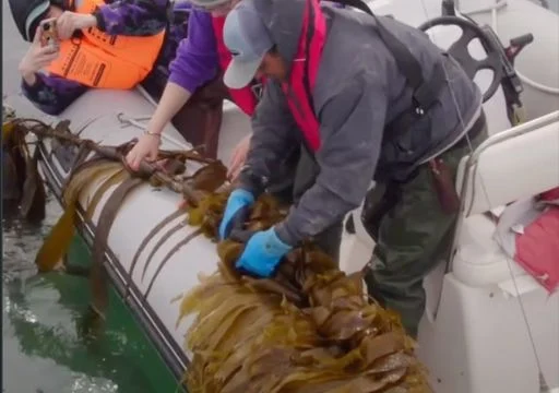 Santa Cruz y Chubut lideran el cultivo de macroalgas en la Patagonia