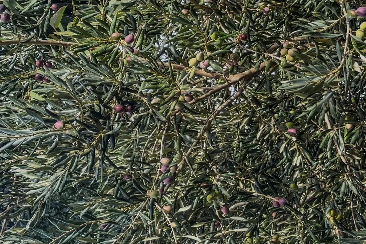Primer plano de las ramas y aceitunas de un olivo centenario en el predio La Rinconada, Comodoro Rivadavia.