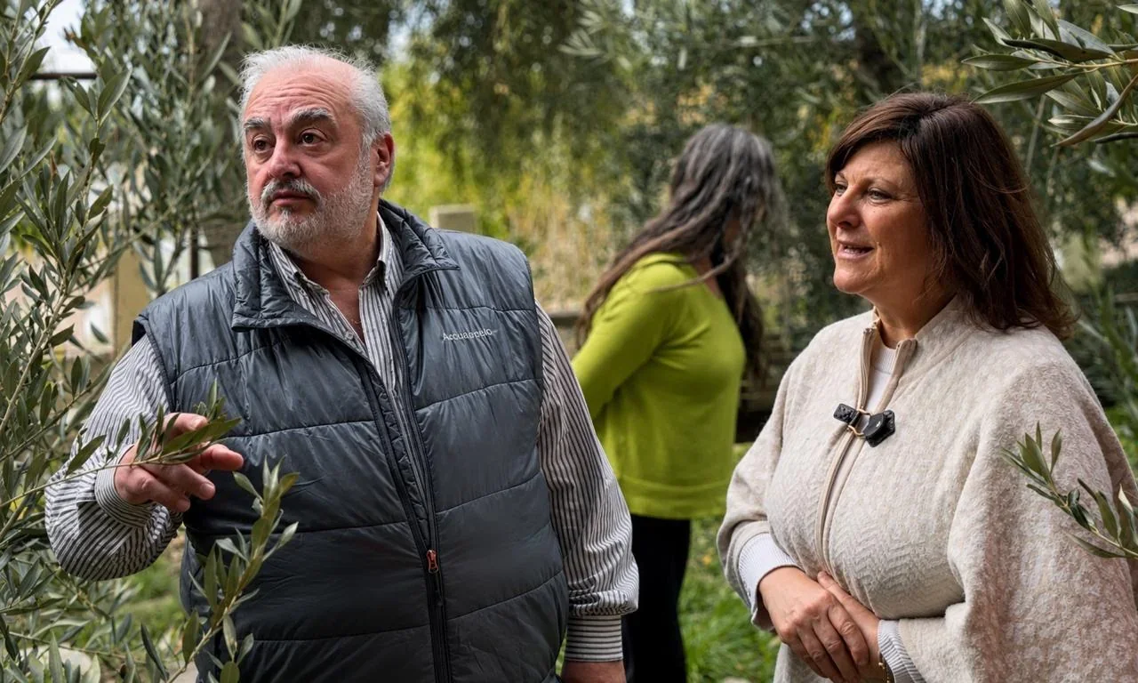 Especialistas de Comodoro Conocimiento analizan las ramas de olivos centenarios en La Rinconada, Comodoro Rivadavia.