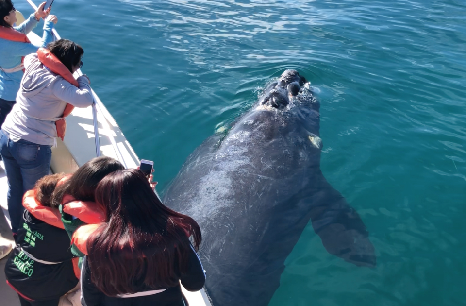 Pirámides lanza su temporada de ballenas con fuertes promociones