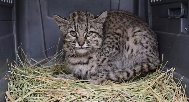 Convivencia patagónica: El tierno gesto de una vecina de Trelew que salvó a un gato montés tras el ataque a su corral
