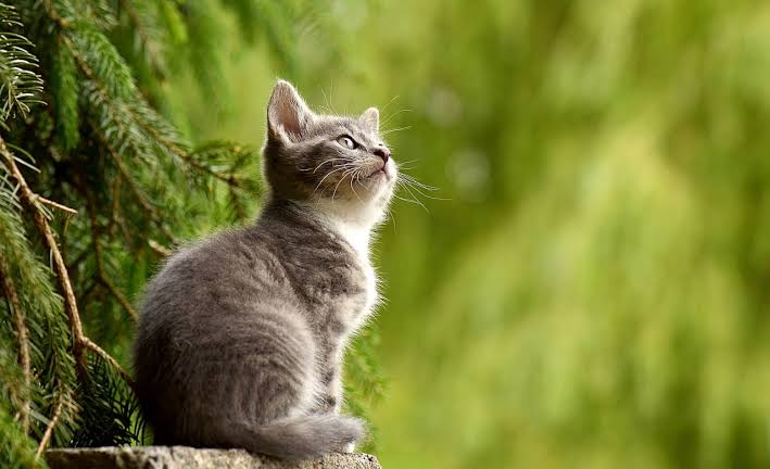 Comodoro: polémica y denuncia penal por la falta de vacunación en gatos ferales
