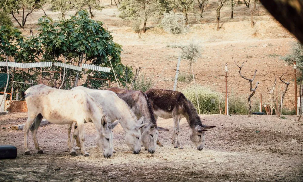 Freno total a la carne de burro en Chubut: SENASA interviene