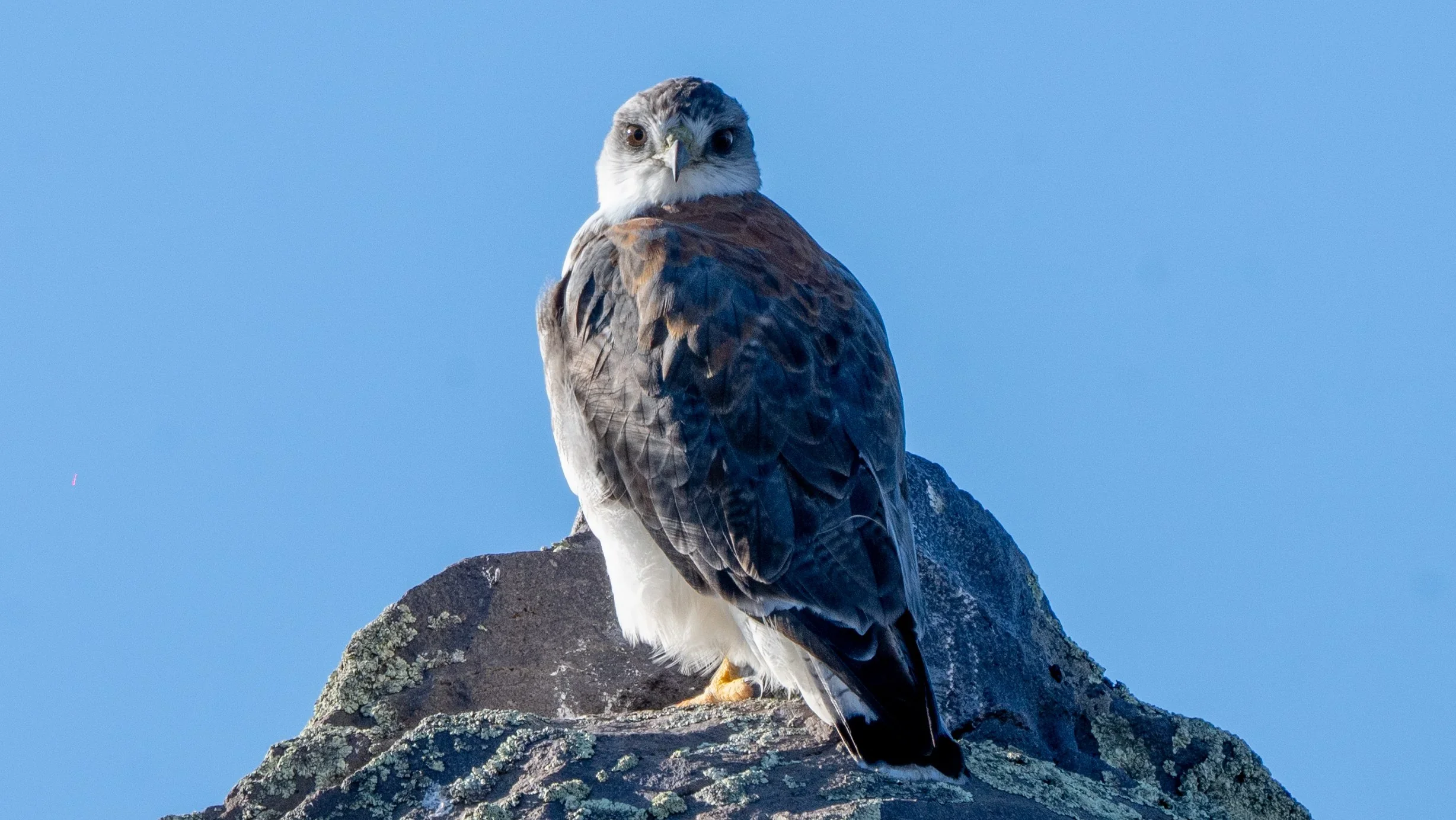 Ave rapaz silvestre posada sobre una roca en el Parque Patagonia, <a href=