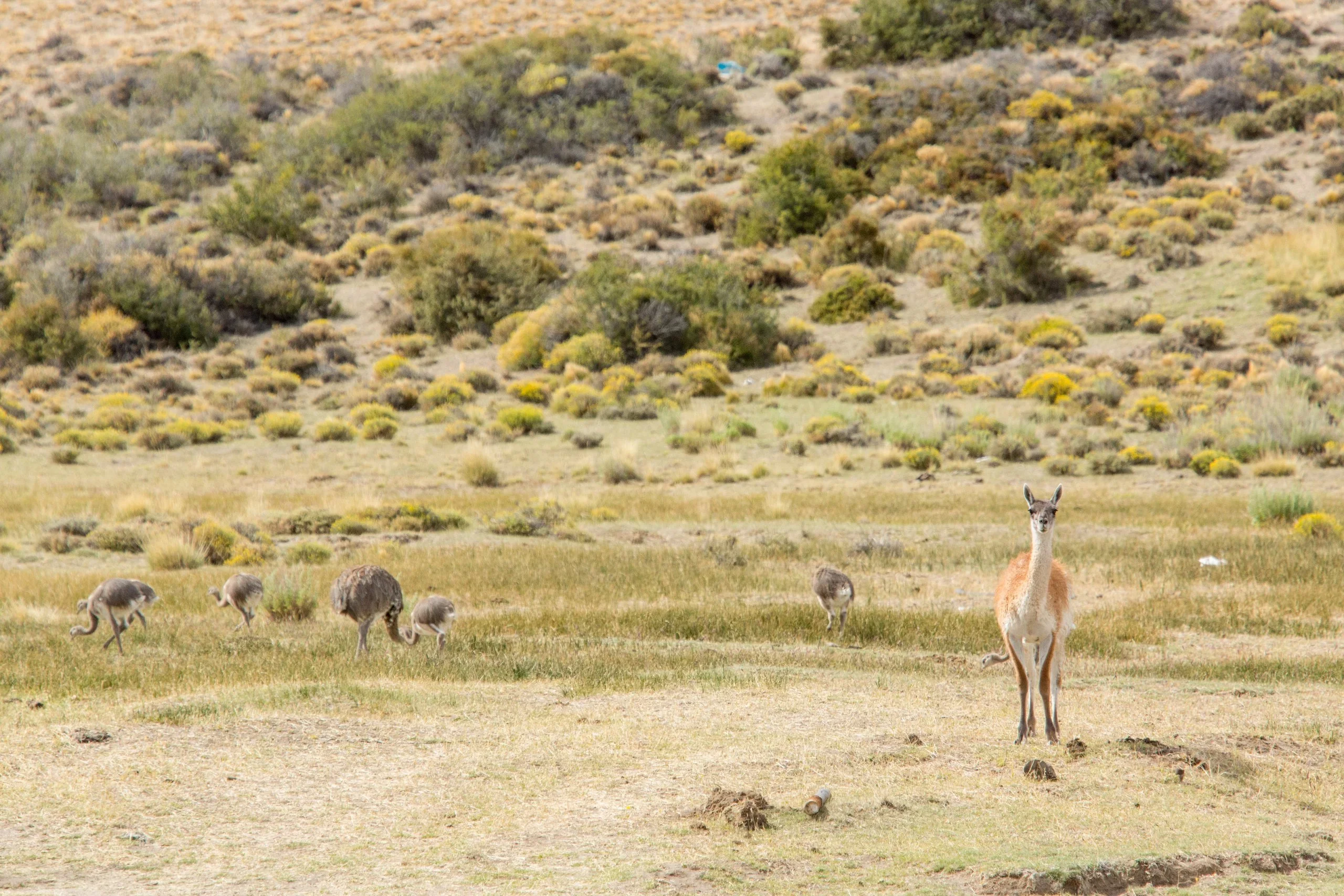 Guanaco y choiques en un paisaje de estepa con arbustos en el Parque Patagonia, <a href=