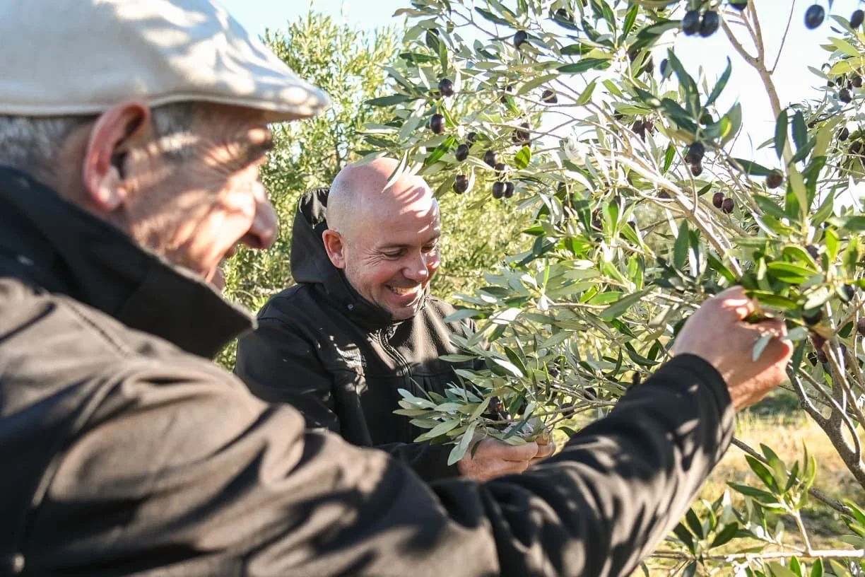 El intendente Gustavo Sastre y un productor recolectan aceitunas en la quinta Los Olivares de Puerto Madryn.