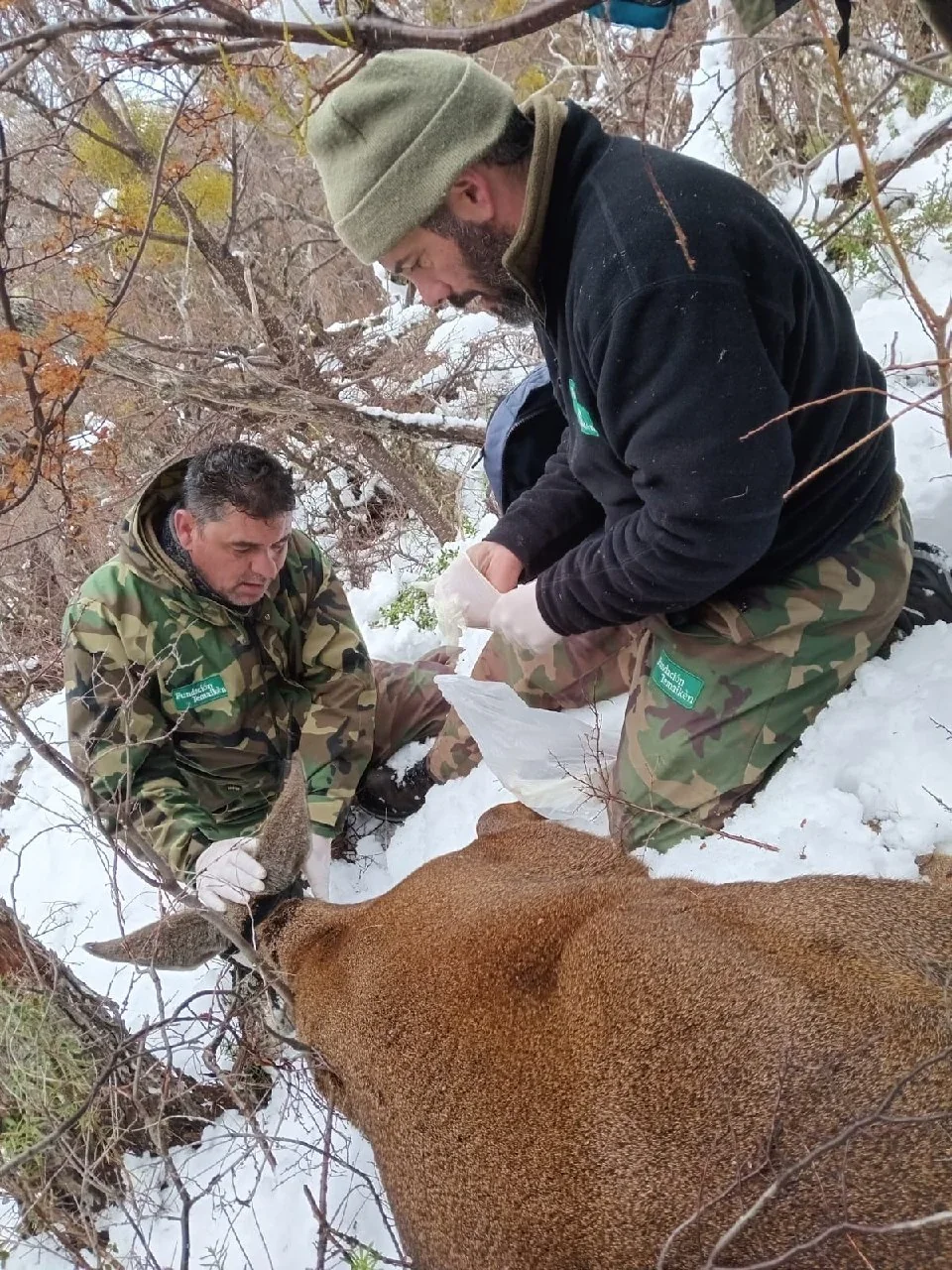 Dos técnicos veterinarios atienden a un huemul sedado sobre la nieve en la Estación de Rehabilitación de Shoonem.