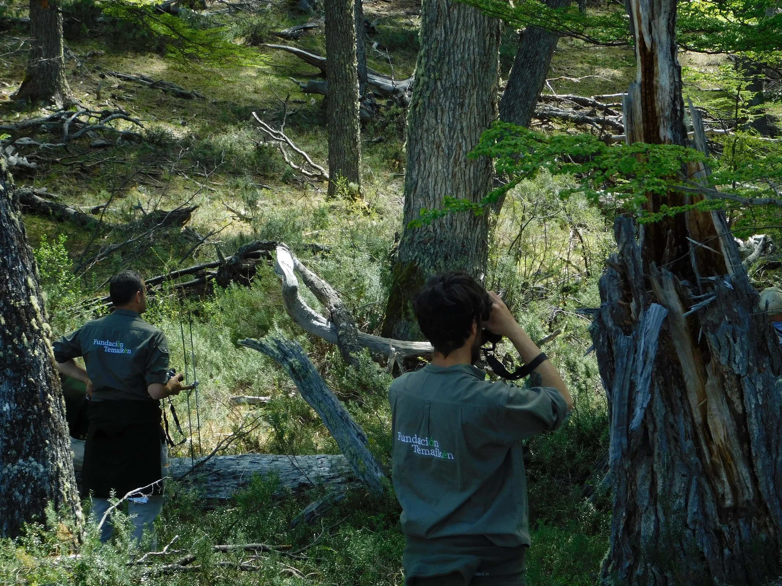 Técnicos de la Fundación Temaikèn realizando seguimiento en el bosque de la Estación de Rehabilitación de Huemul.
