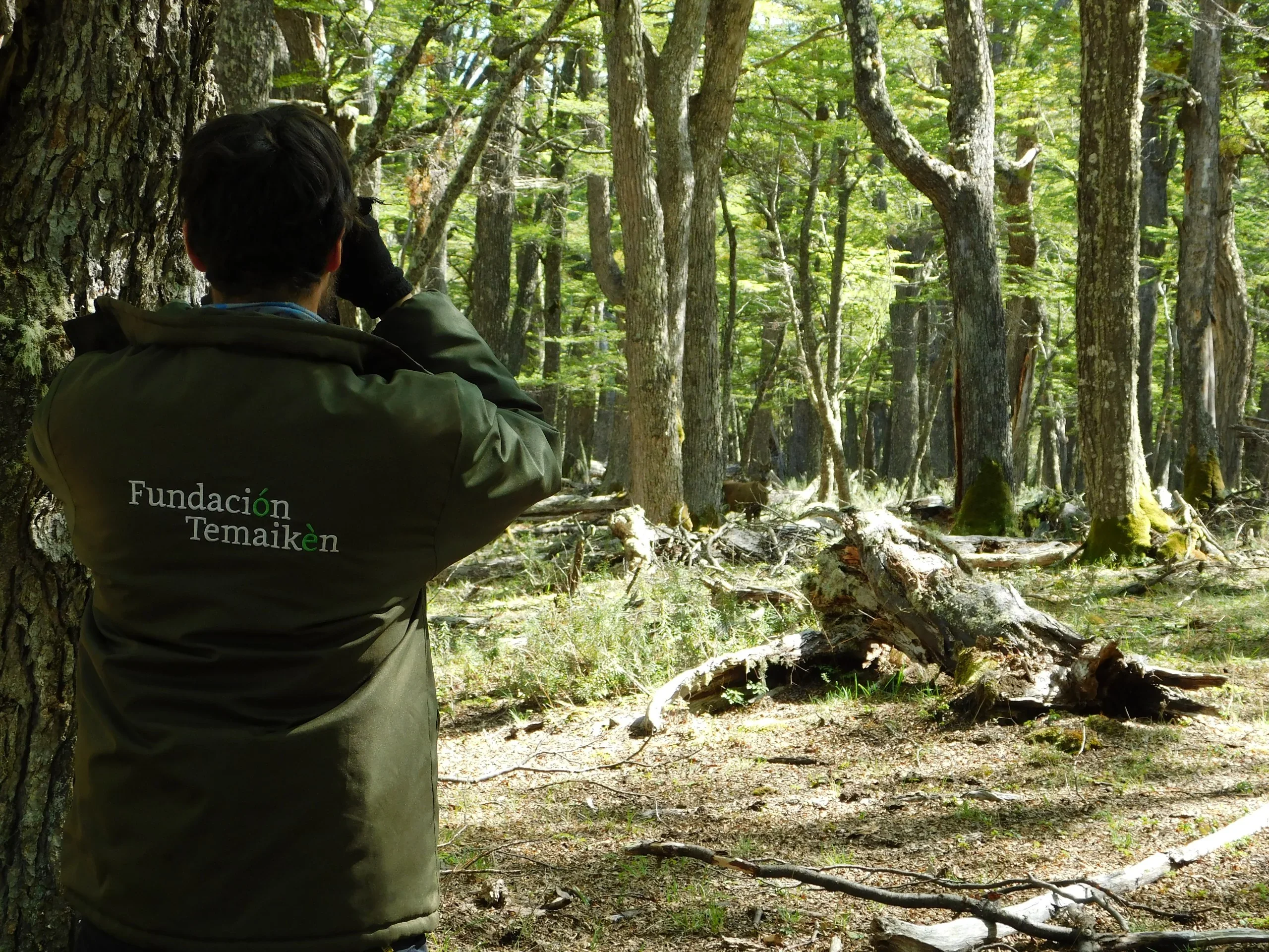 Técnico de la Fundación Temaikén observando el bosque en la Estación de Rehabilitación de Huemul de Shoonem, Chubut.