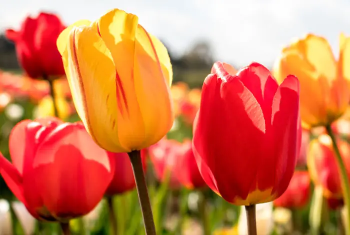 28 de Julio tendrá su primera temporada de tulipanes entre septiembre y octubre