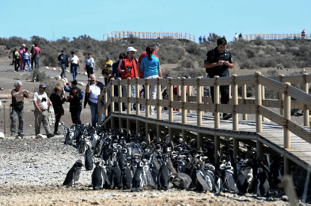 Chubut: Cerca de 60 guías participaron de una jornada de actualización en Punta Tombo