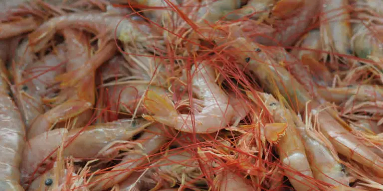 Puerto Deseado: fuerte reactivación por la descarga de langostino