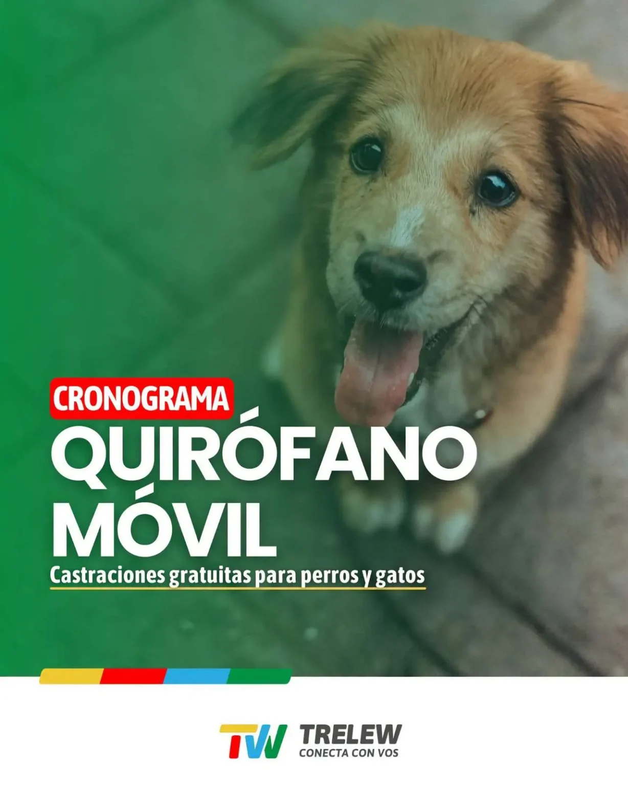 Trelew inicia la segunda fase de castraciones gratuitas de perros y gatos en los barrios