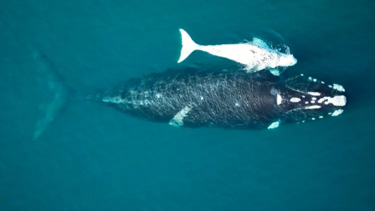 ¡Hazaña total! Ballena récord recorrió 13.000 km y volvió a Chubut