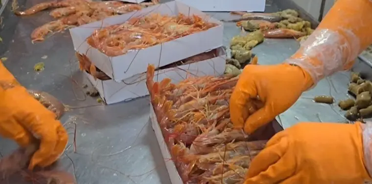 Histórico cambio pesquero: autorizan a la flota de altura a procesar a bordo hasta el 50% de cola de langostino