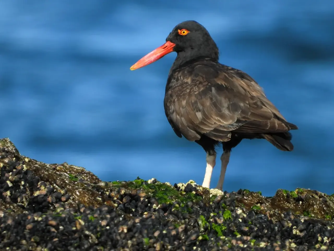 Ostraero común con pico naranja sobre rocas con algas y moluscos en el Parque Provincial Patagonia Azul, Chubut.