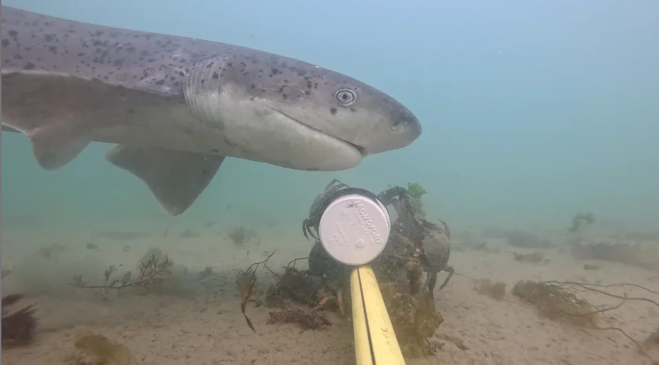 Tiburón gatopardo nadando en el fondo marino arenoso de Chubut frente a un dispositivo de monitoreo científico.