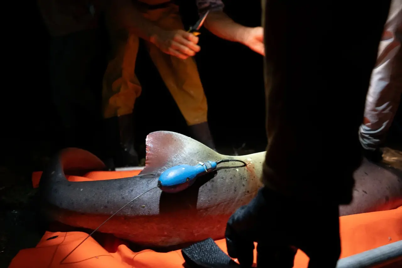 Tiburón gatopardo sobre una lona naranja con un dispositivo de rastreo satelital adherido a su aleta dorsal.