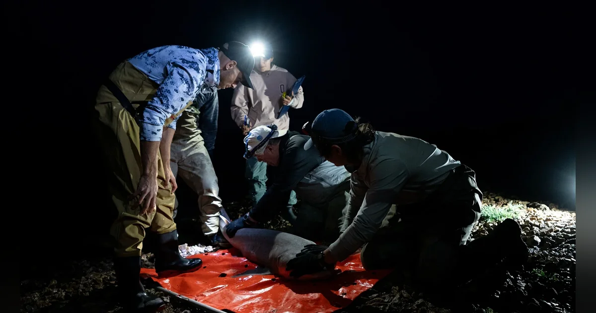 Chubut: rastreo satelital busca salvar al tiburón gatopardo en peligro crítico Científicos trabajan nocturnamente sobre un tiburón gatopardo en la costa de Chubut para su rastreo satelital.