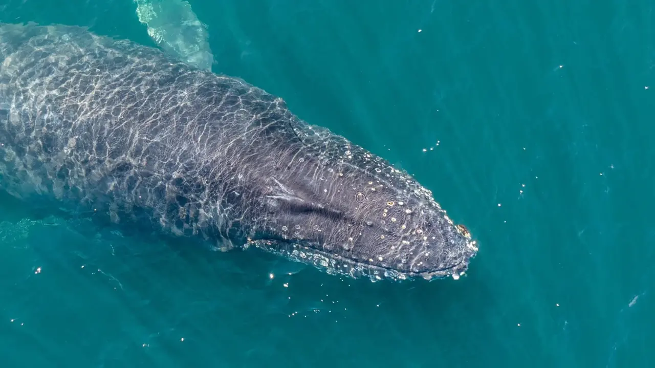 Vista aérea de una ballena jorobada nadando en las aguas turquesas de las costas de Chubut, Argentina.