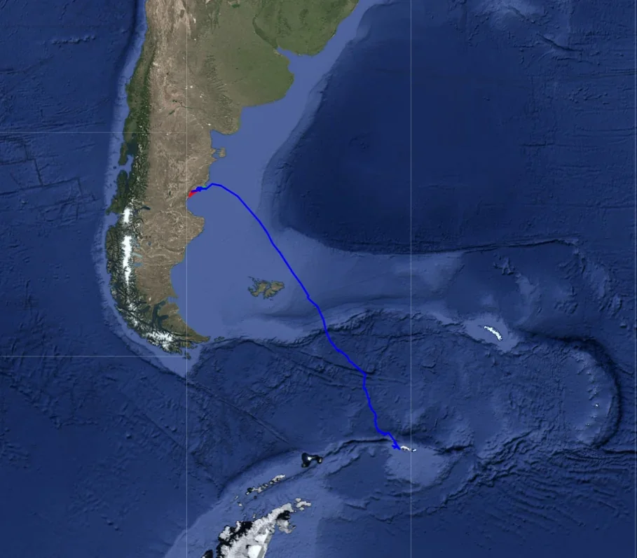 Mapa satelital con una línea azul que traza la ruta migratoria de una ballena jorobada desde Chubut hacia la Antártida.