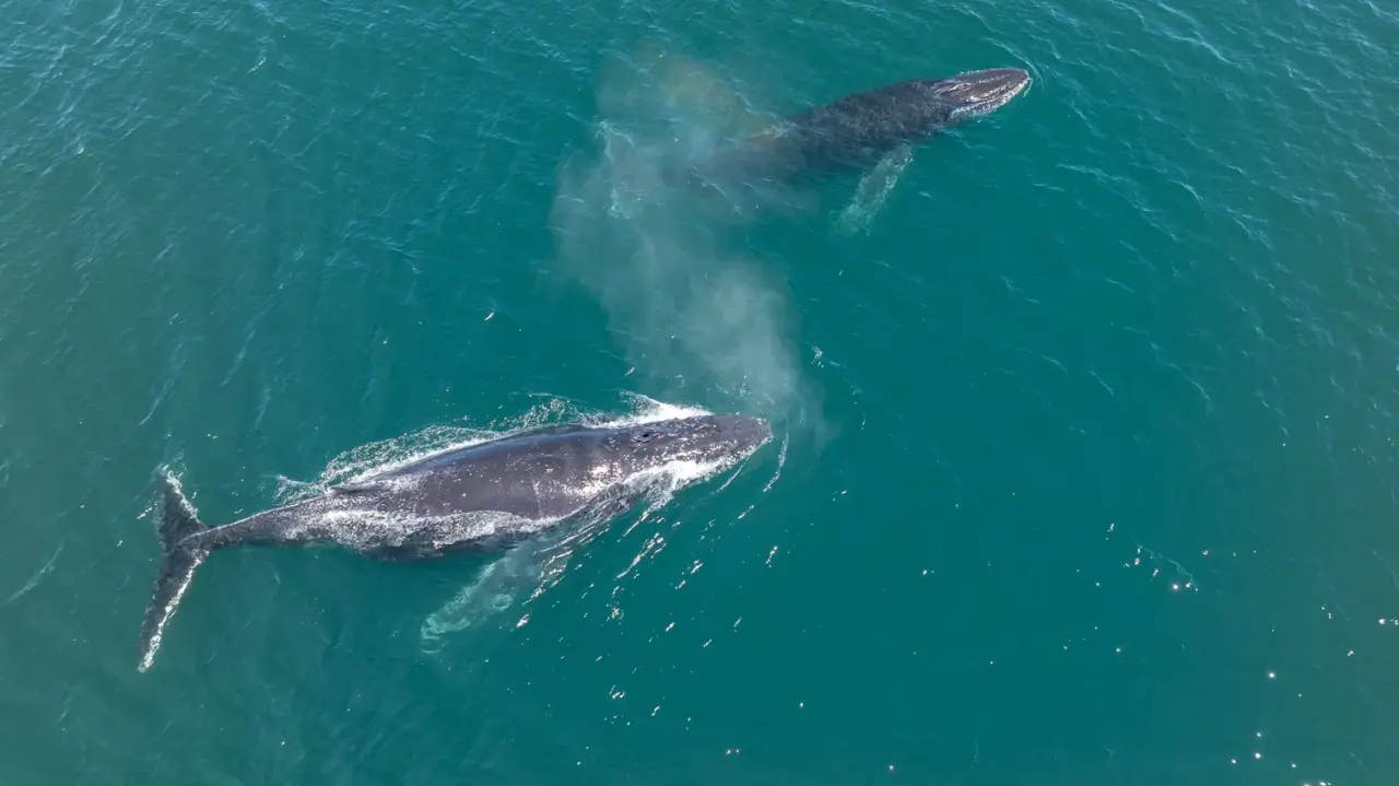 Vista aérea de dos ballenas jorobadas nadando en las aguas turquesas de las costas de Chubut, Argentina.