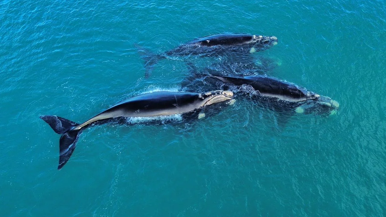 Vista aérea de tres ballenas francas australes nadando en las aguas turquesas del Parque Patagonia Azul, Chubut.