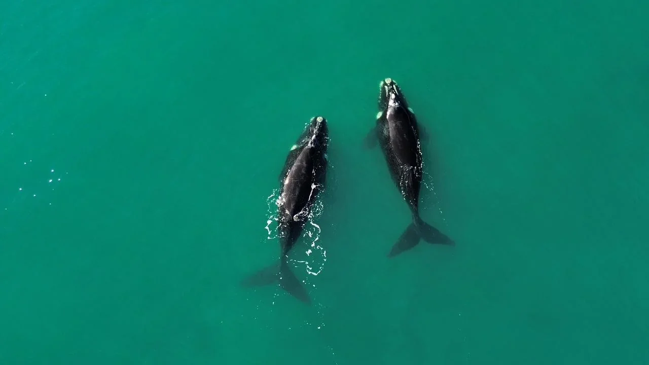 Vista aérea de dos ballenas francas australes nadando en las aguas turquesas del Parque Patagonia Azul, Chubut.