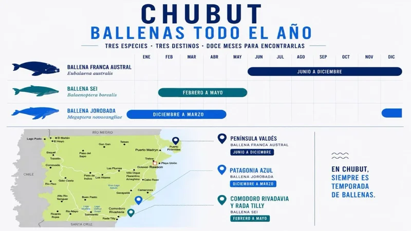 Infográfico de Chubut con las tres especies de ballenas y sus temporadas durante todo el año