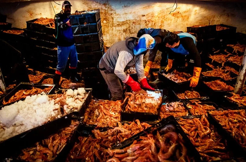 Temporada de langostino 2026: excelentes rendimientos de hasta 3.000 kilos por hora e inminente apertura de nuevas áreas