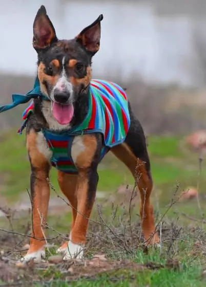 La municipalidad de Rawson continúa con la campaña de adopción responsable de animales rescatados
