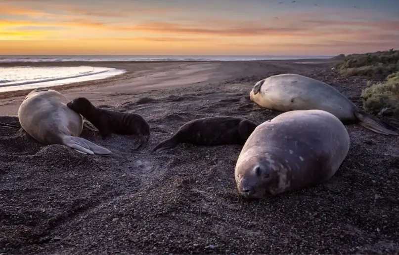 Alerta ambiental: declaran a los elefantes marinos como especie vulnerable e impulsan un censo masivo en Chubut
