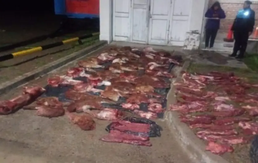 Cuatro imputados tras ser descubiertos con un millonario cargamento de guanacos y un puma faenado en la Ruta 3