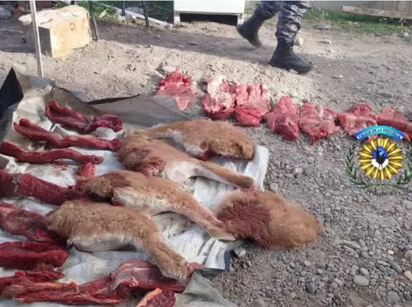Operativo en la Ruta 25: Detienen a dos hombres que huían con carne de guanaco faenada ilegalmente