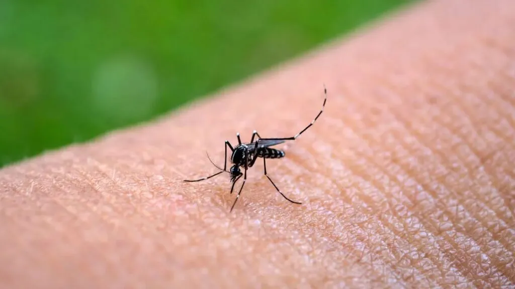 Fiebre chikungunya en la Argentina: reportaron 51 nuevos casos y el NOA concentra el 96% de los contagios