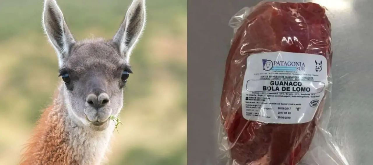 La Sociedad Rural propone legalizar la comercialización de carne de guanaco en Chubut