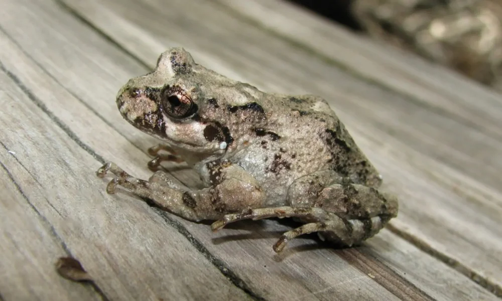 La rana Fitzroya batrachyla de especie única sobrevivió al infierno de Los Alerces